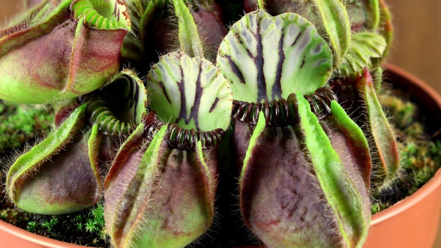 Цефалотус растение хищник