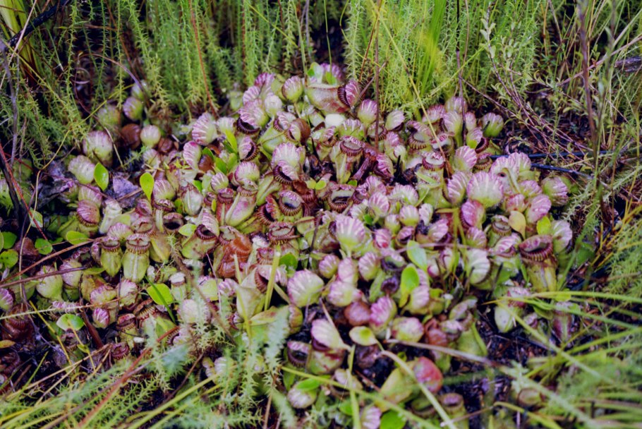 Cephalotus follicularis