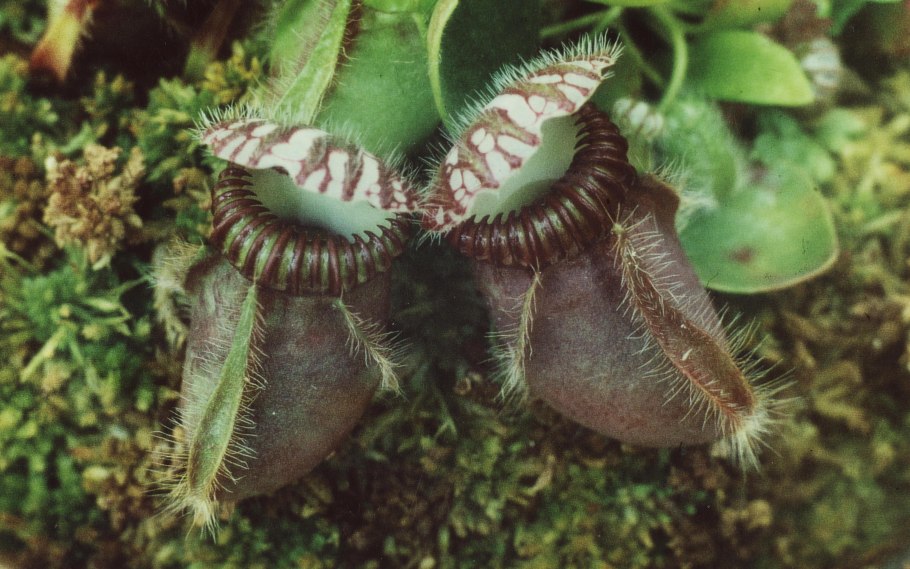 Дионея Мусципула