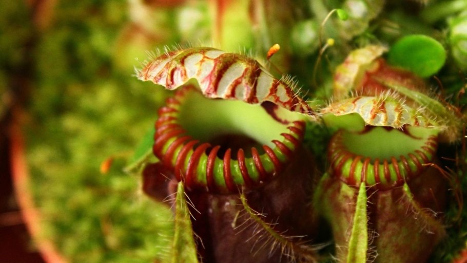 Красивые африканские редкие цветы