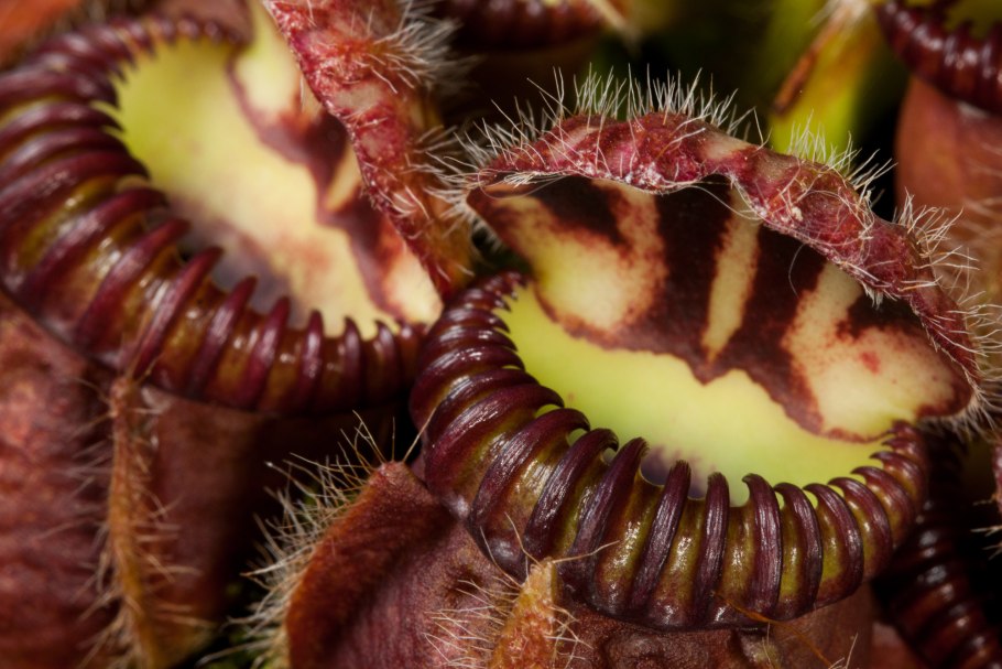 Cephalotus follicularis
