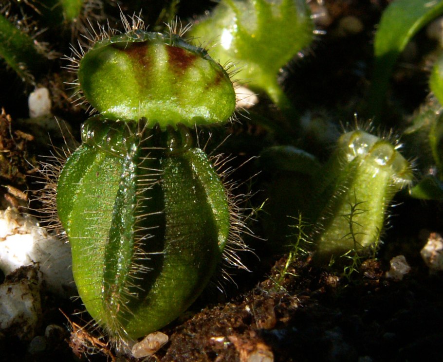 Растение Венерина мухоловка