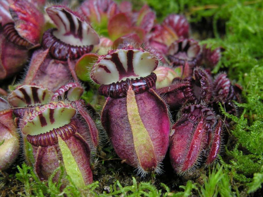 Перниозис фоликулярис