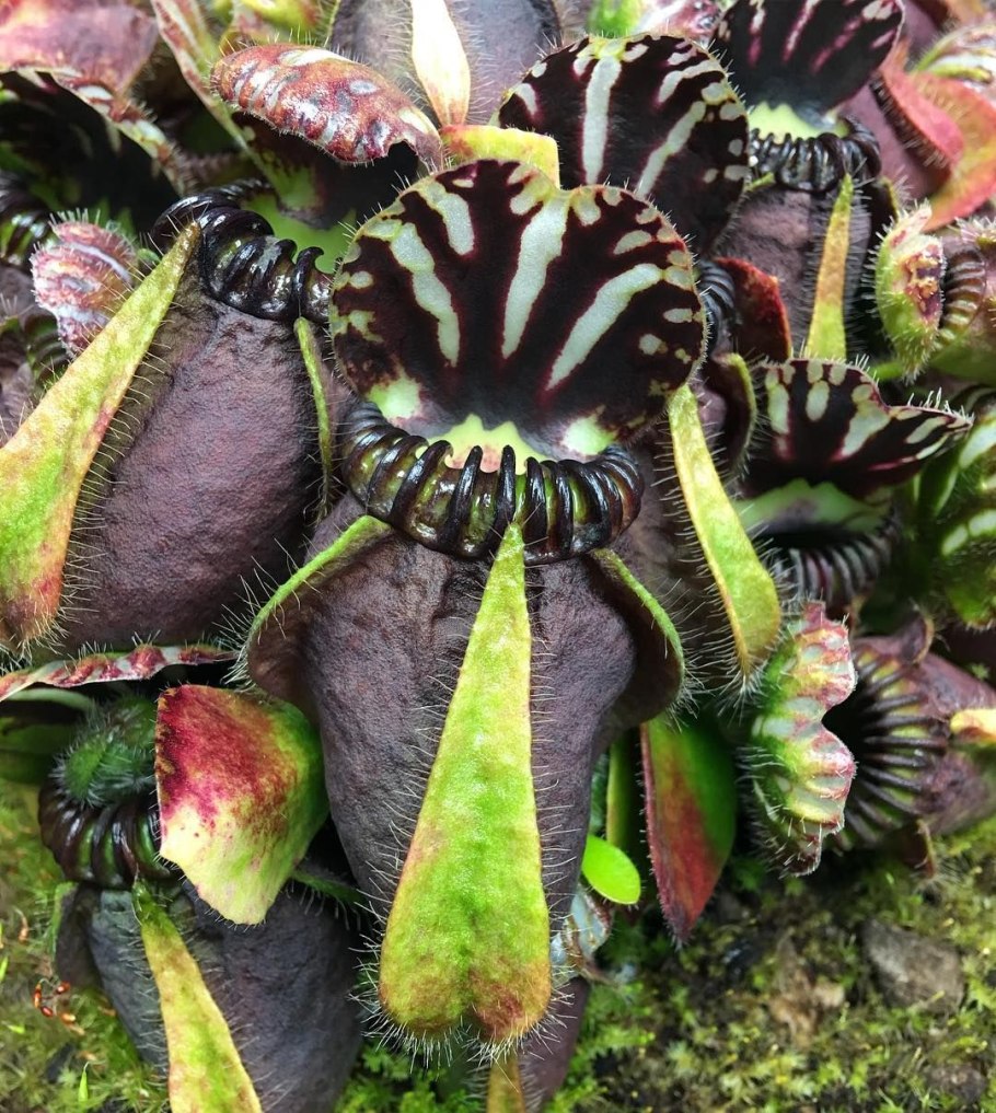 Carnivorous repotting Mix 2л