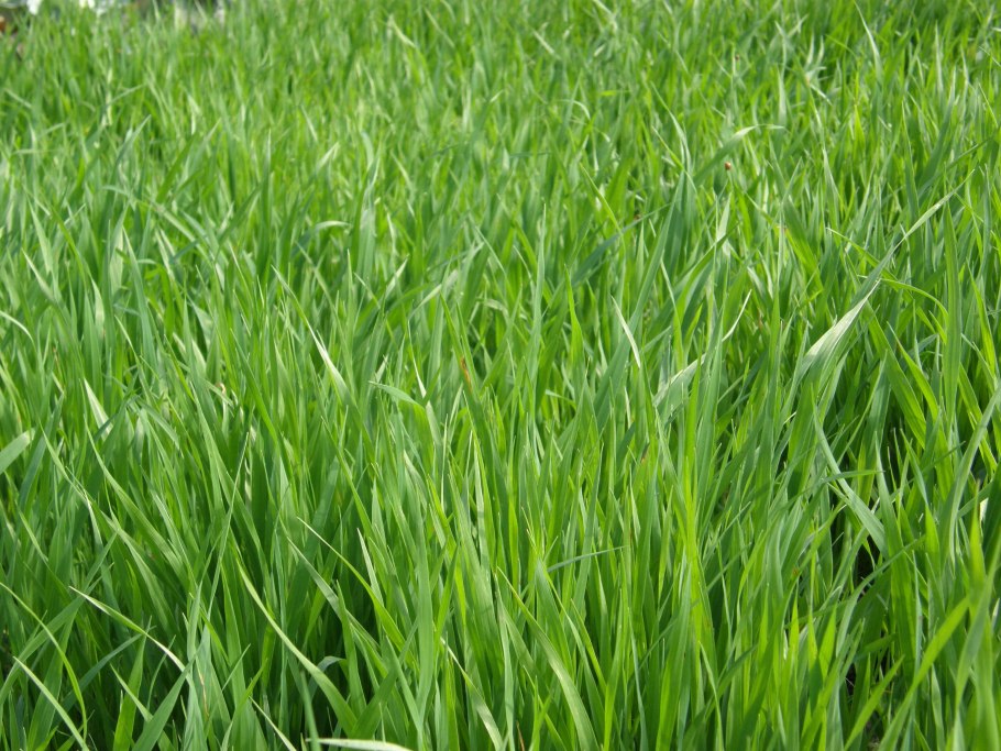 Мятлик Луговой Геронимо