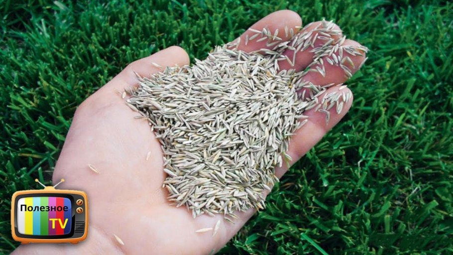 Газон Клевер белый ползучий