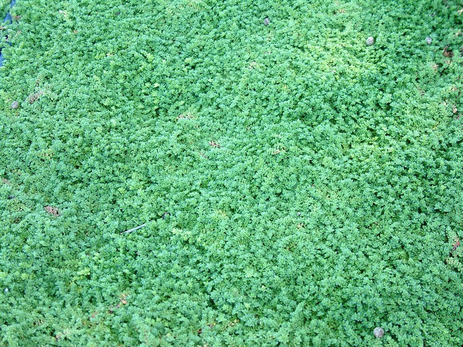 Райграс пастбищный