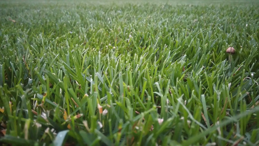 Овсяница красная (Festuca rubra)