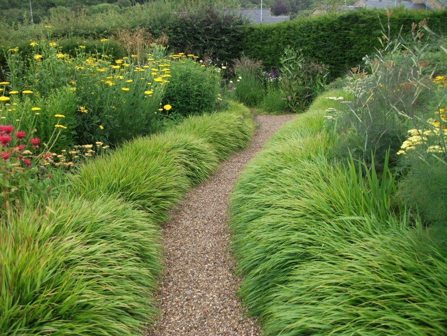 Овсяница газон сад