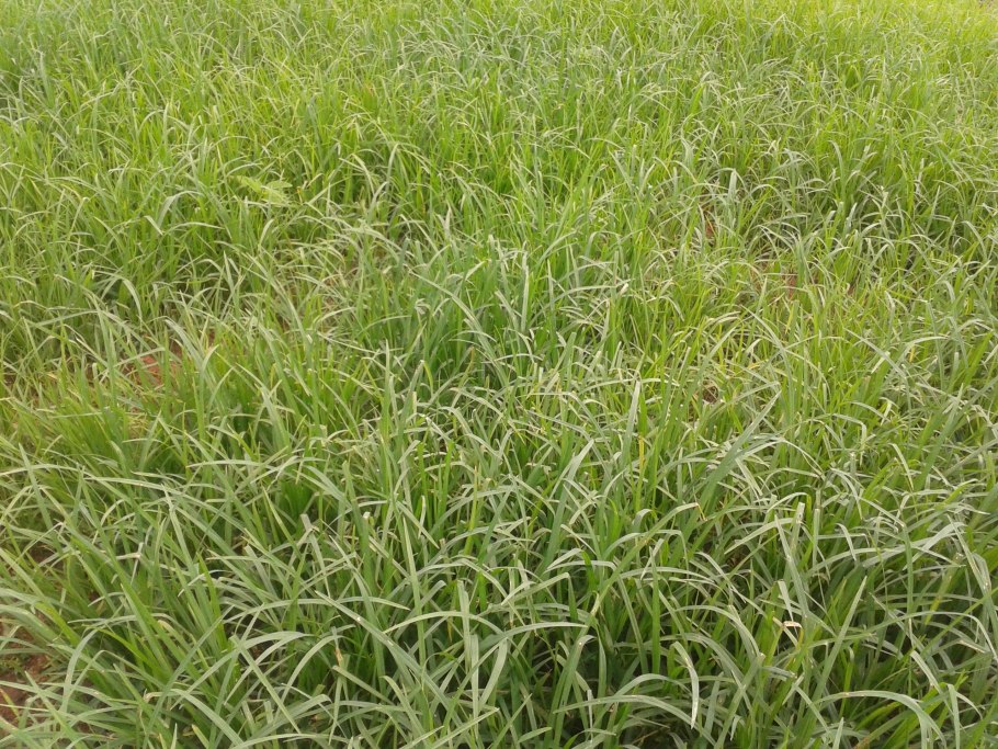 Клевер ползучий Ривендел