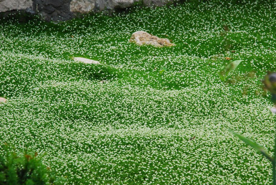 Фалярис Живая изгородь
