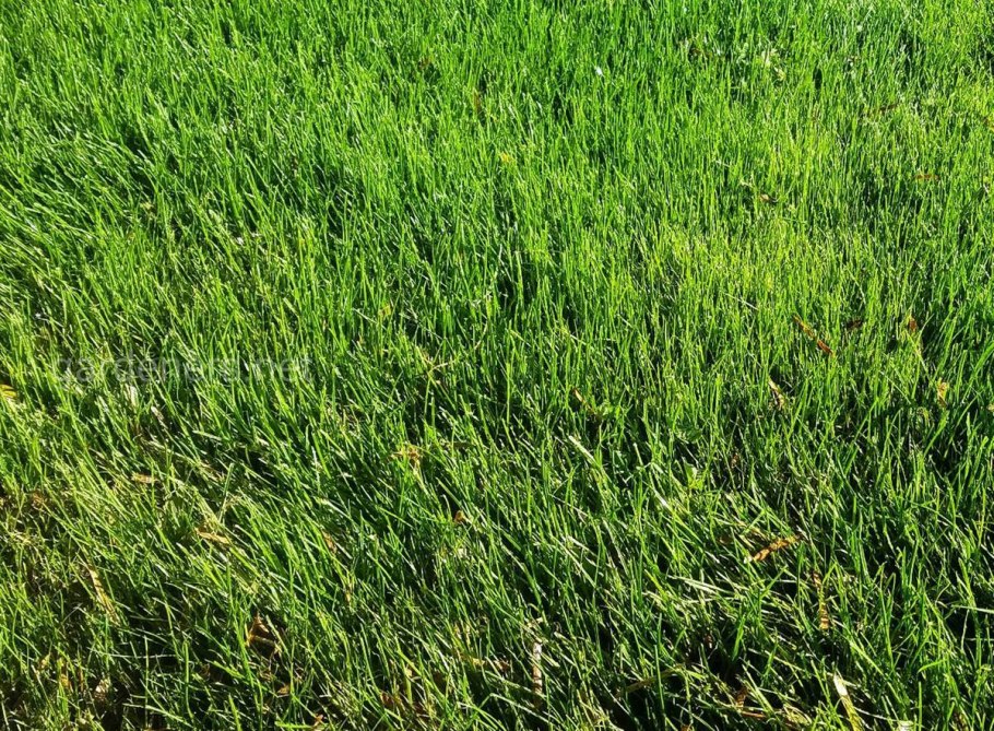 Мятлик Луговой для газона