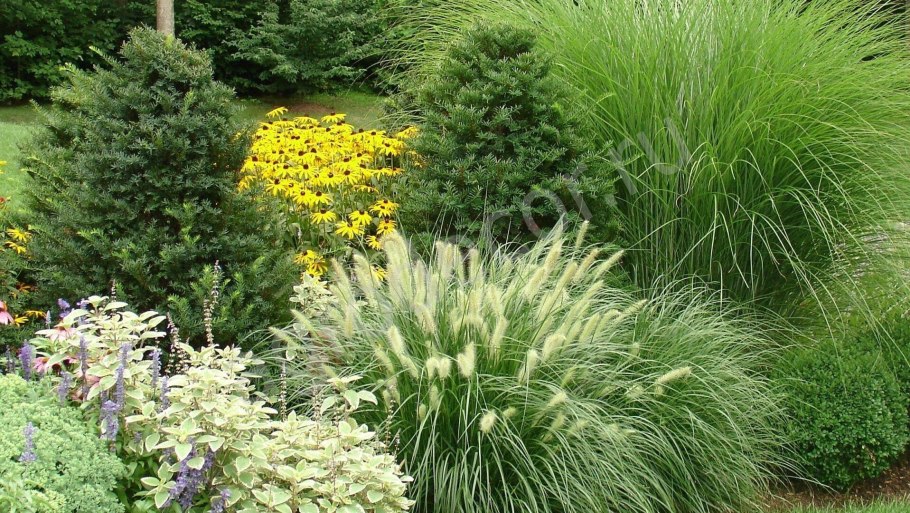 Овсяница, райграс, Фестулолиум