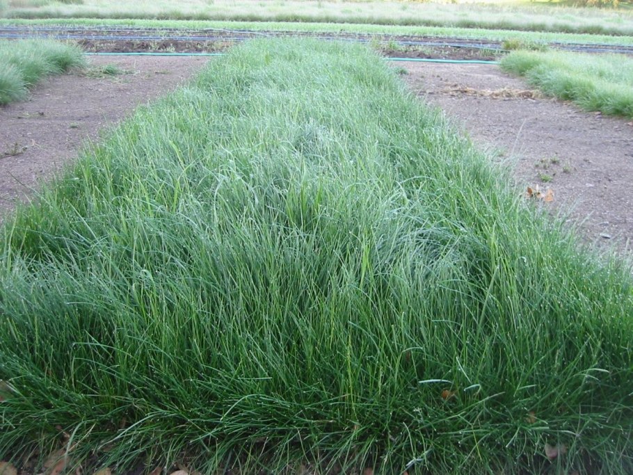 Трава овсяница красная