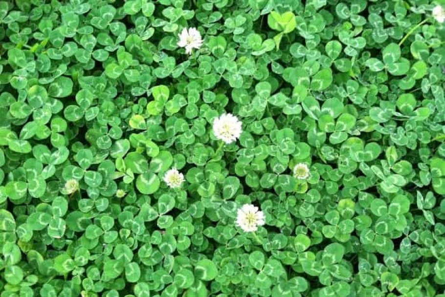 Кизильник и туи в изгороди