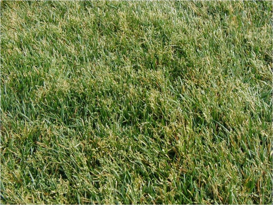 Семена райграса пастбищного