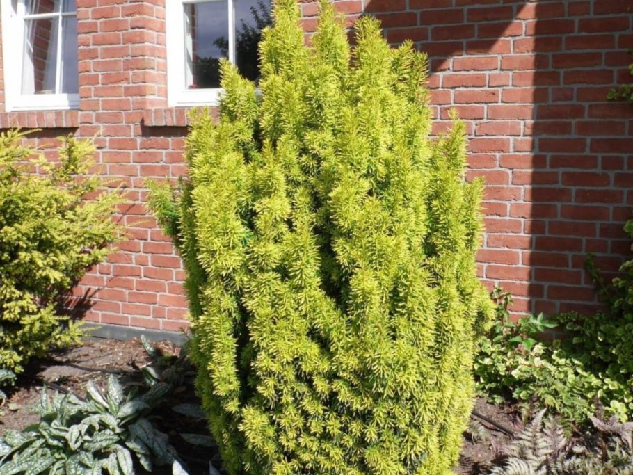 Тис ягодный Fastigiata Aurea