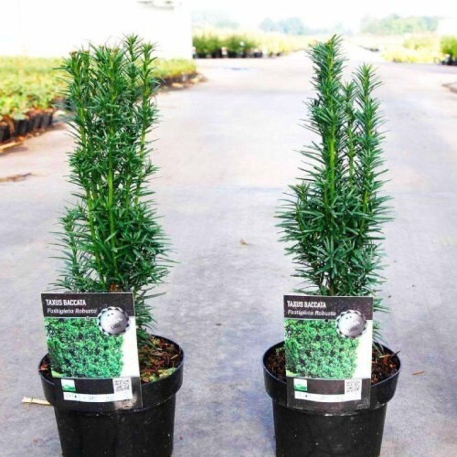 Тис Fastigiata robusta