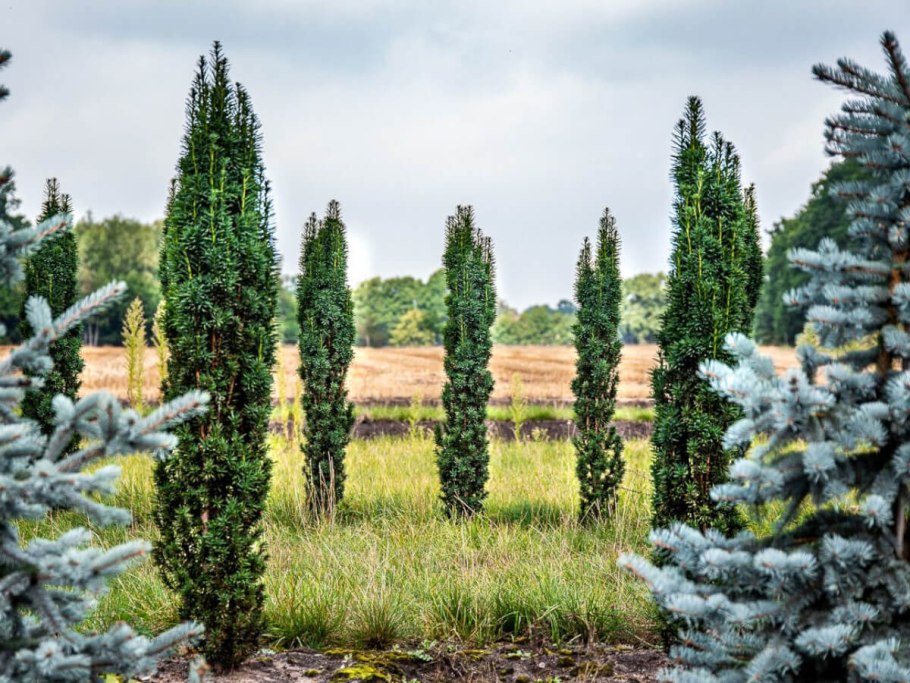 Тис Фастигиата в кашпо