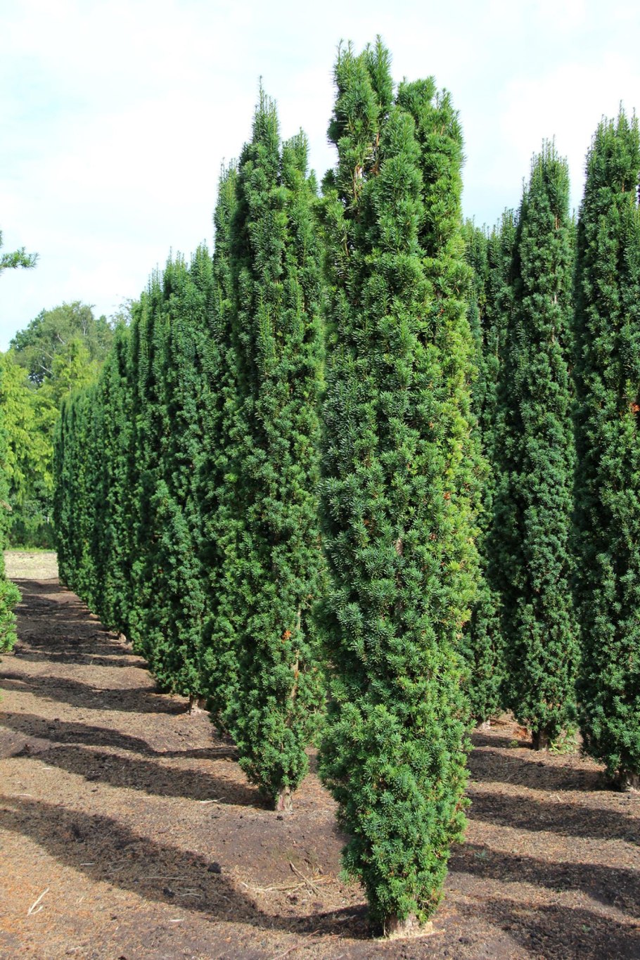 Тисс ягодный Fastigiata