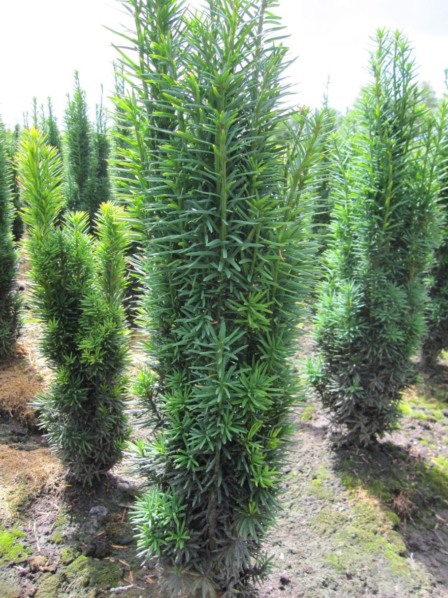 Тисс ягодный в ландшафте