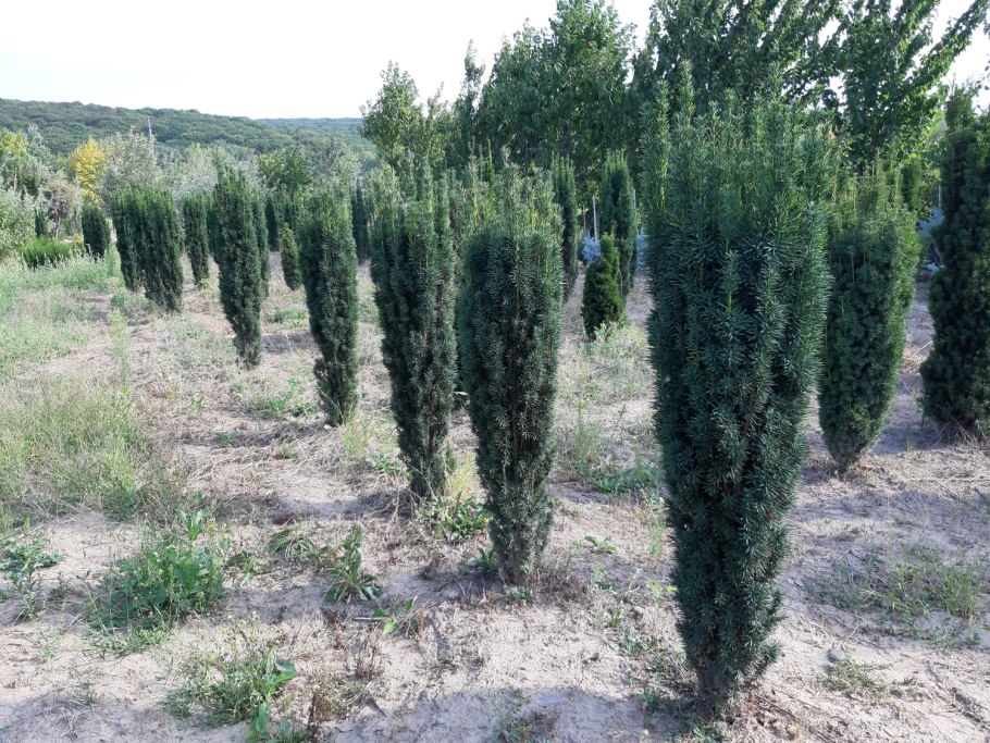 Тисс колоновидный