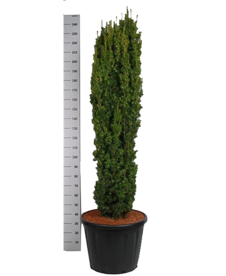 Тисс Грин рокет