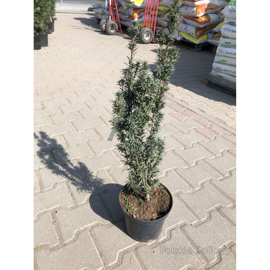 Тис ягодный (Taxus baccata David p9)