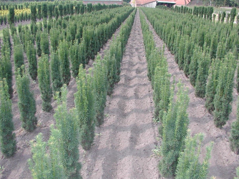 Тис ягодный Фастигиата Ауреа