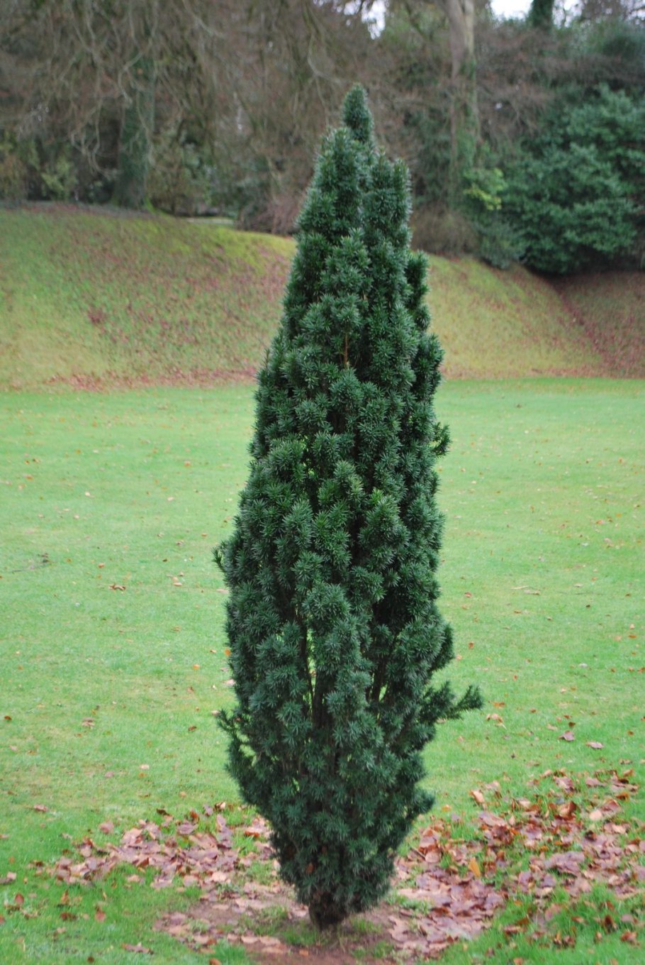 Тис ягодный в ландшафтном