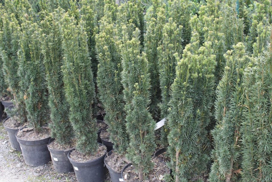 Тис Фастигиата