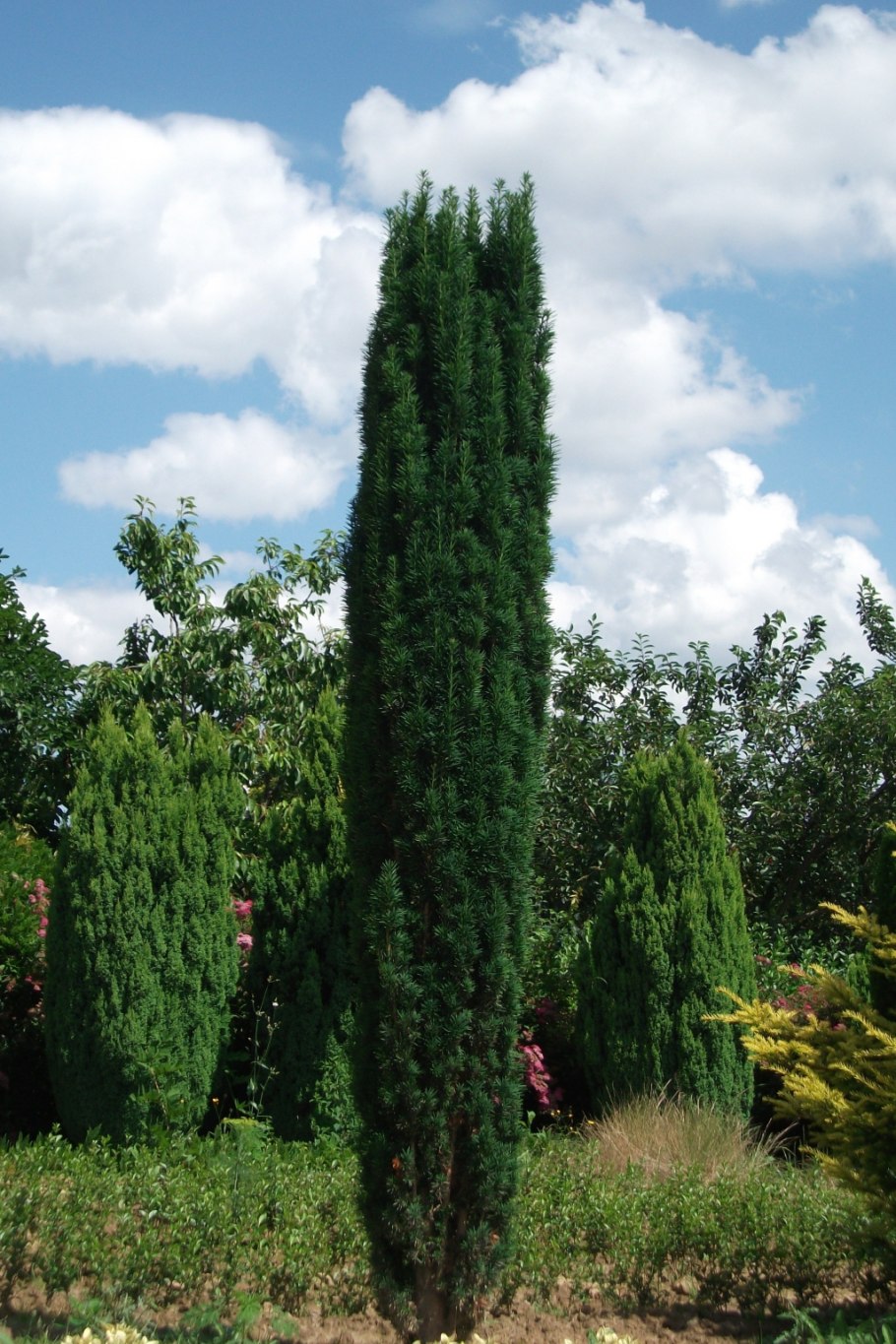 Тисс Стрикта виридис