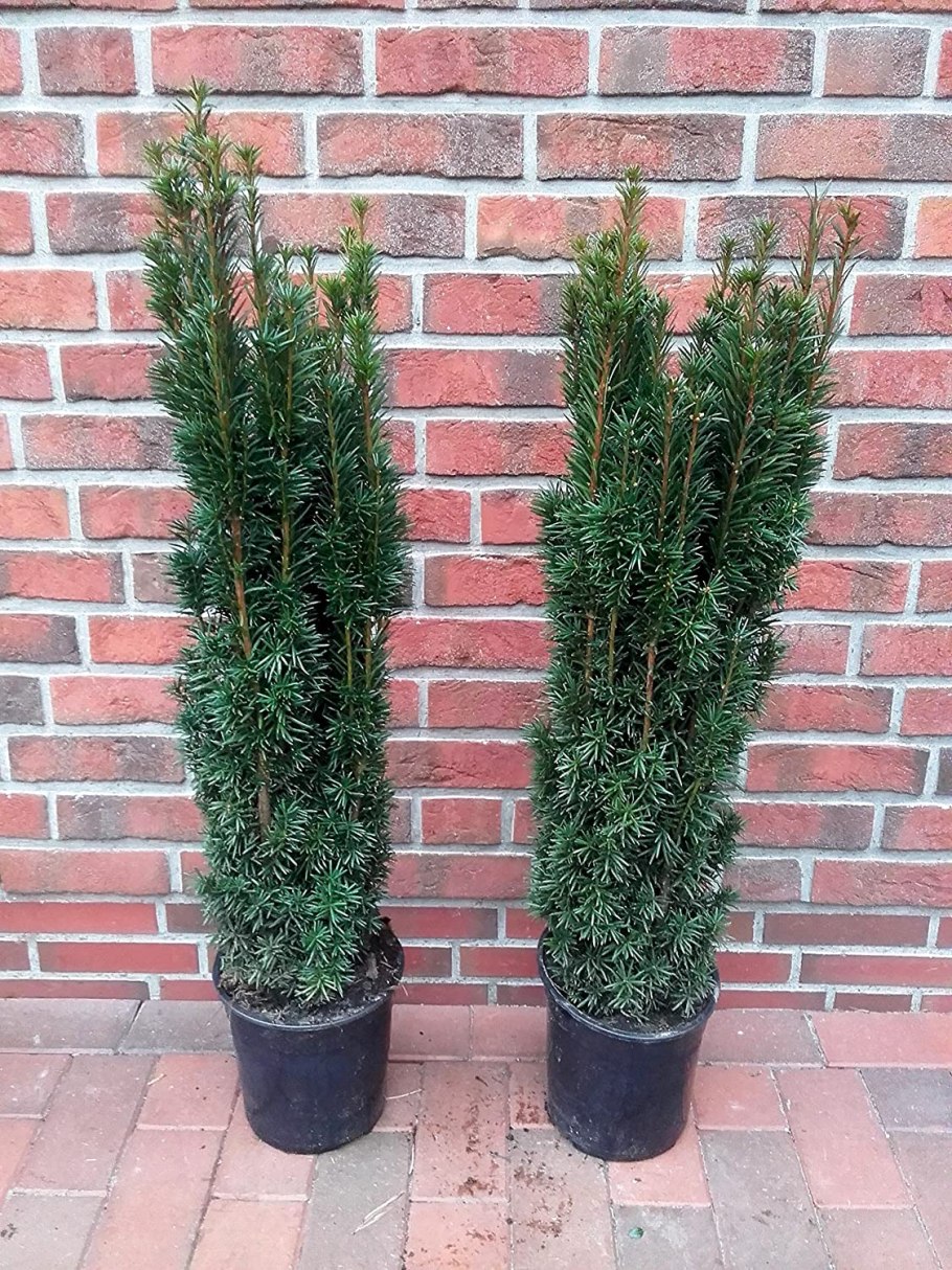 Тис ягодный Фастигиата Робуста