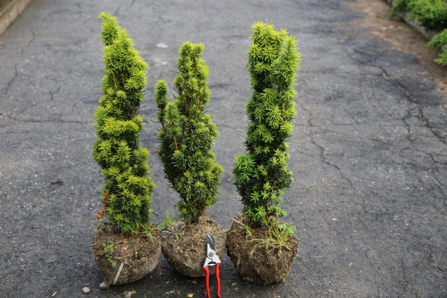 Тис ягодный Фастигиата Робуста Оби