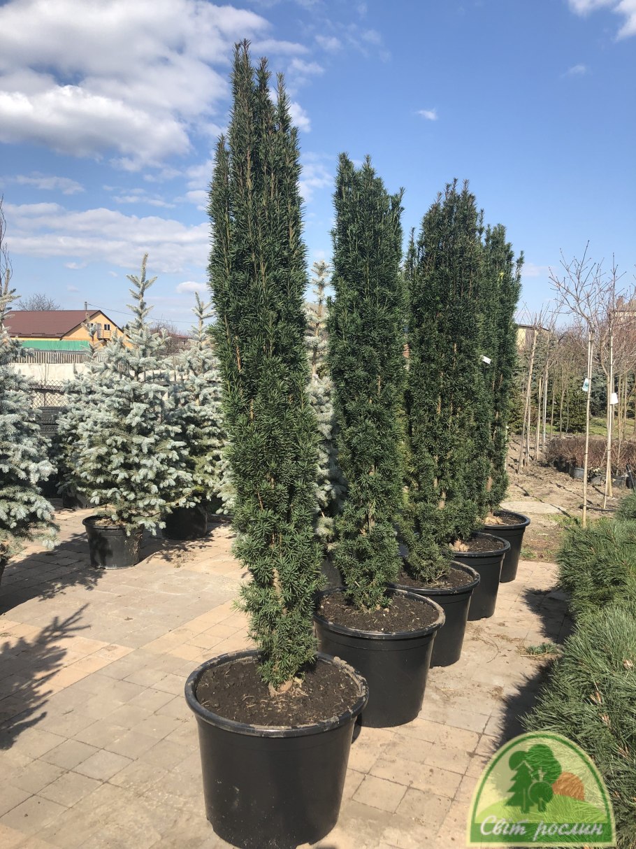 Тис Фастигиата Робуста