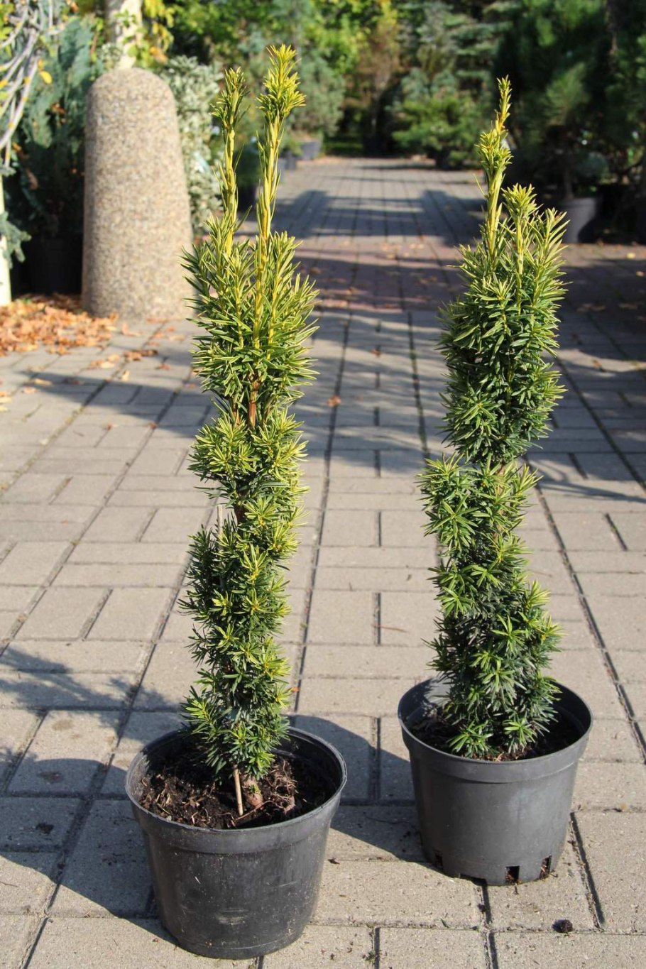 Можжевельник Фастигиата