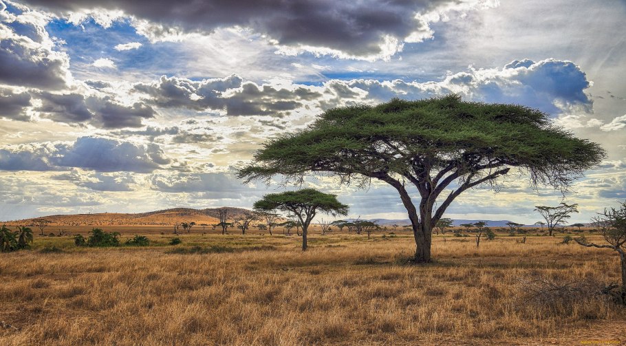 Зонтичная Акация Танзания