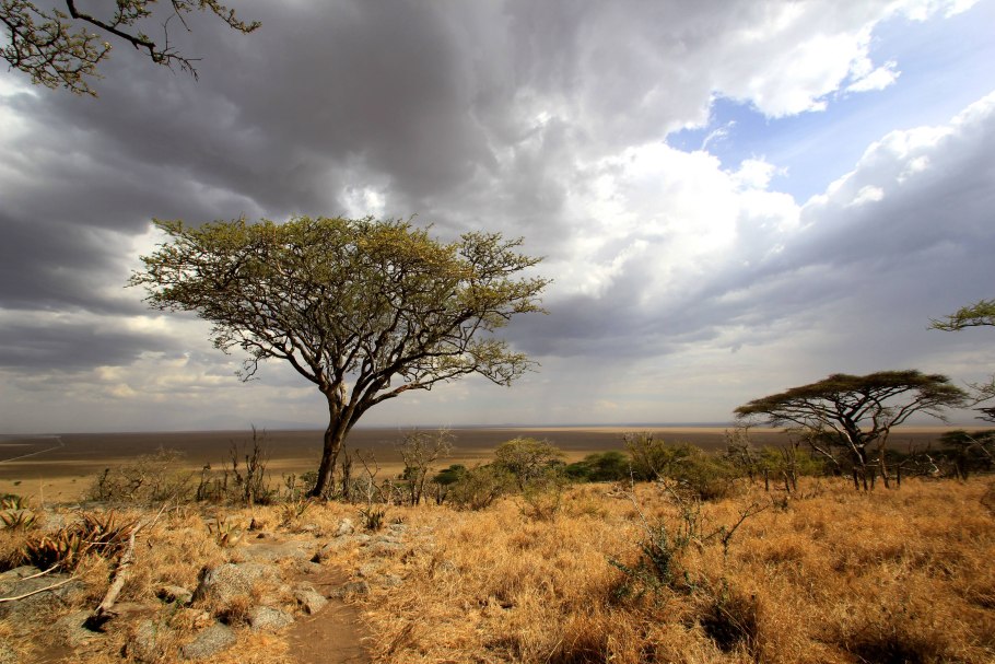 Растительный мир саванн и редколесья Африки