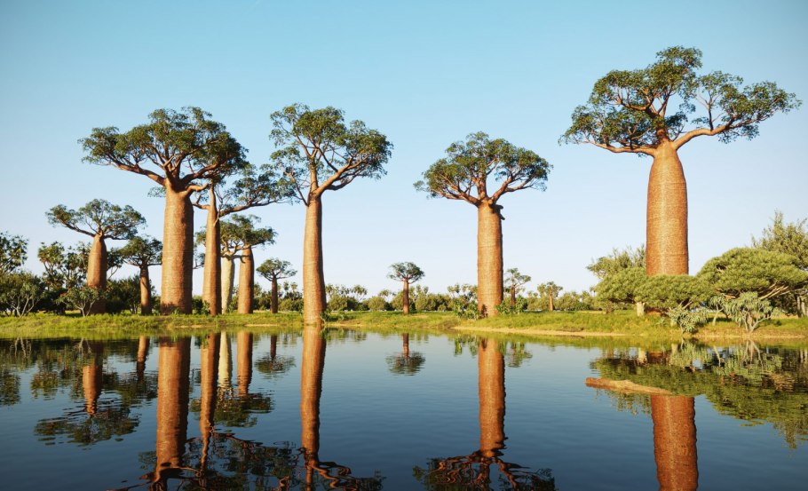Баобаб бутылочное дерево