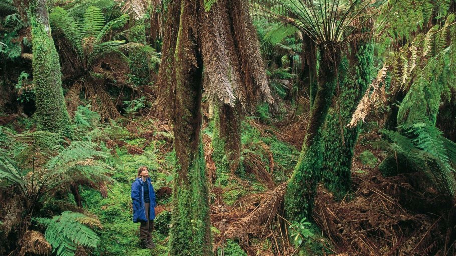 Флора тропического леса Австралии