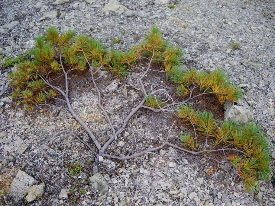 Береза Голден Дрим