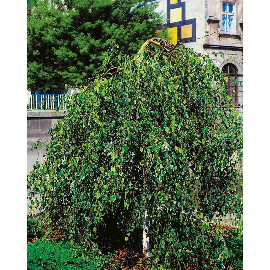 Betula Nana плод