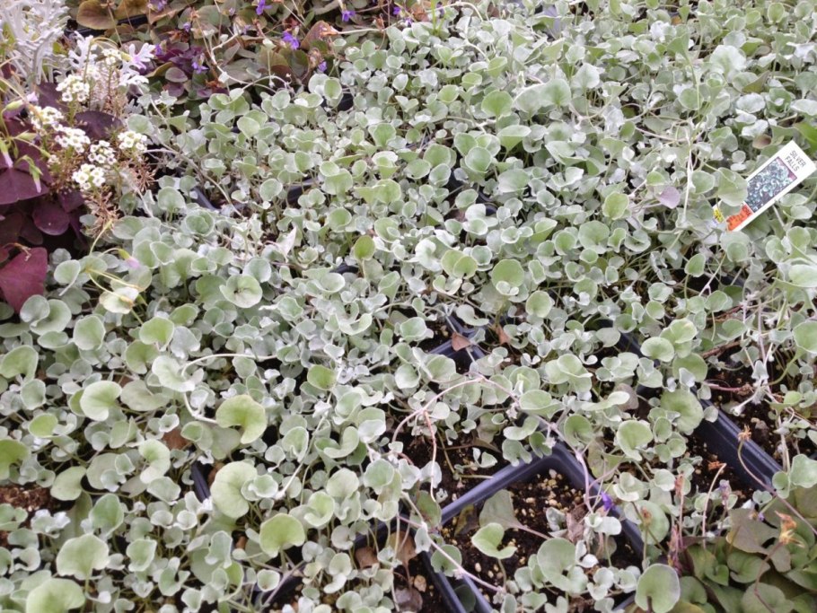 Карликовая Ива в тундре