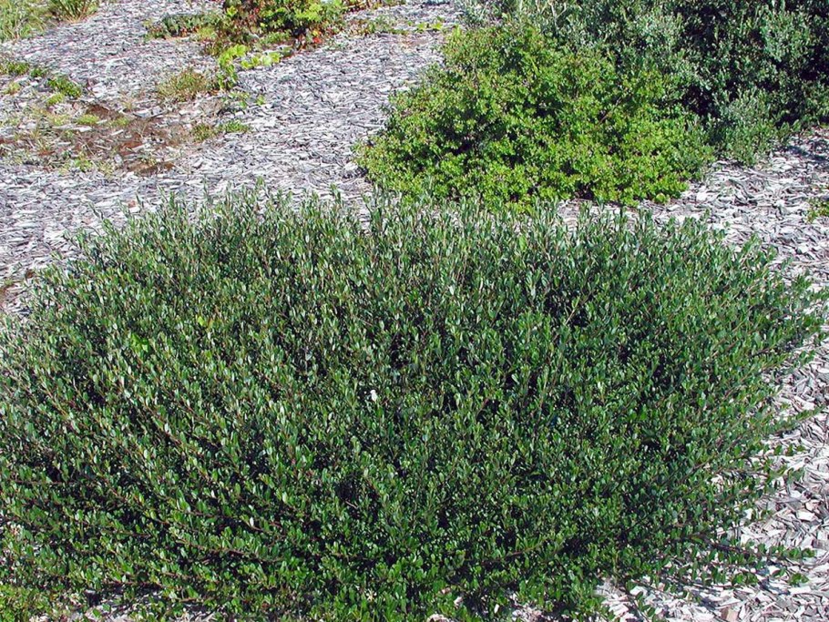 Стефанандра надрезаннолистная crispa