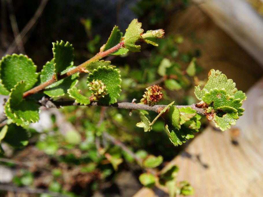 Карликовая Березка Ерник