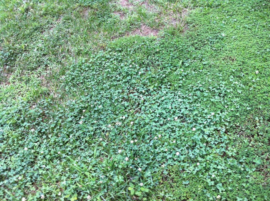 Карликовая берёза в тундре