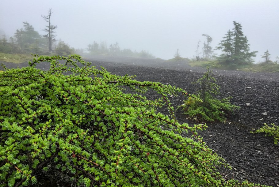 Берёза карликовая Гленгарри