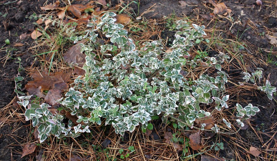 Берёза Betula Nana