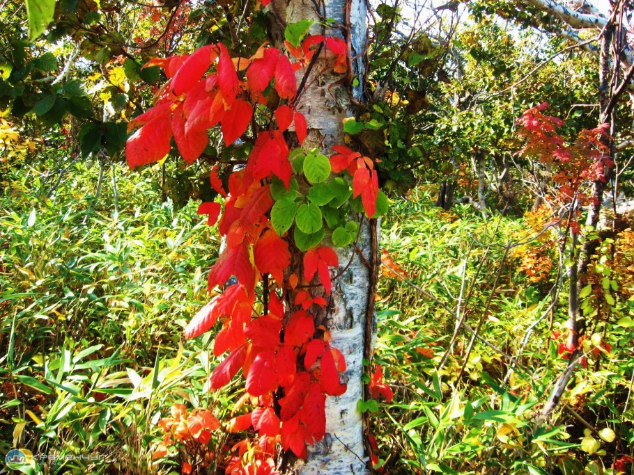 Токсикодендрон укореняющийся