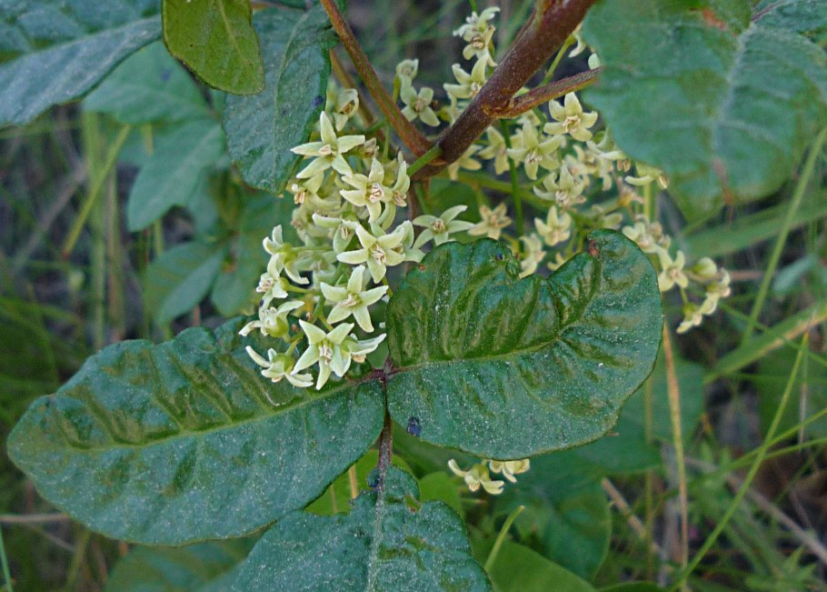 Toxicodendron diversilobum